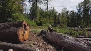 Best Tree Removal  in Ata, OK