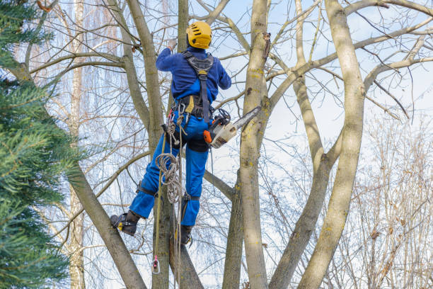 How Our Tree Care Process Works  in  Atoka, OK
