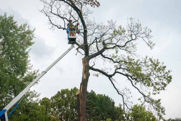Trusted Atoka, OK Tree Services Experts
