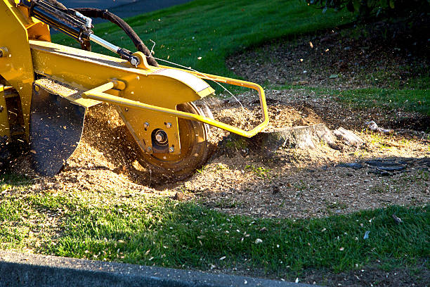 Best Hedge Trimming  in Ata, OK