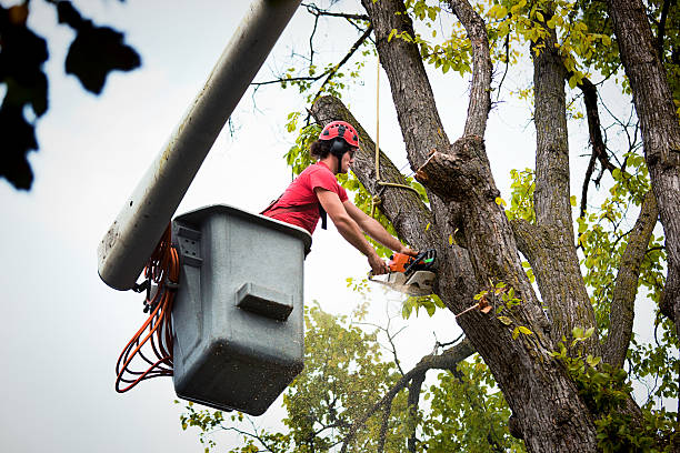 Best Tree Cabling and Bracing  in Ata, OK